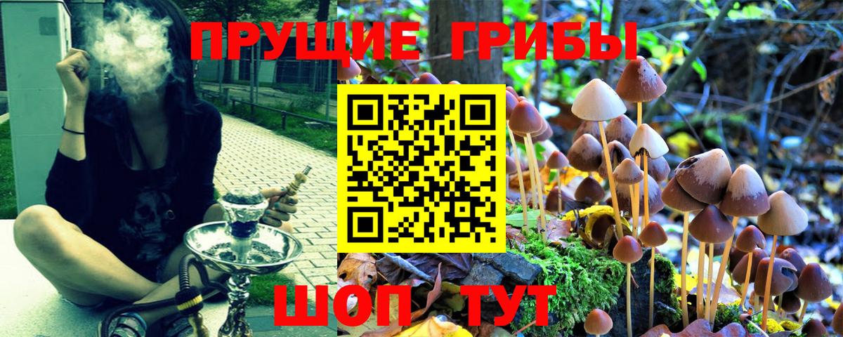 Псилоцибиновые грибы Psilocybe  Иркутск 